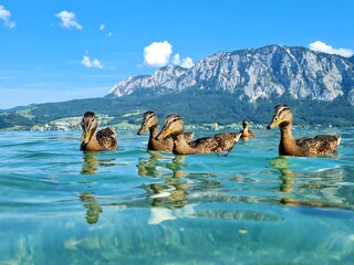 Appartamento per vacanze Unterach am Attersee Registrazione all'aperto 5