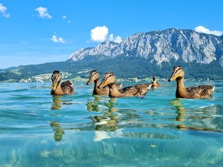 Vakantieappartement Unterach am Attersee Buitenaudio-opname 5