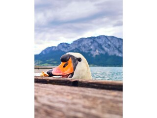 Vakantieappartement Unterach am Attersee Buitenaudio-opname 6