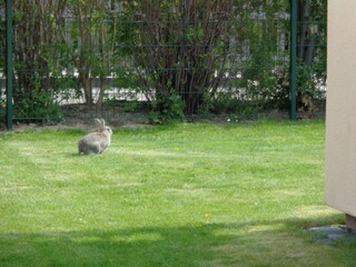 " Hasi" unser Stammgast