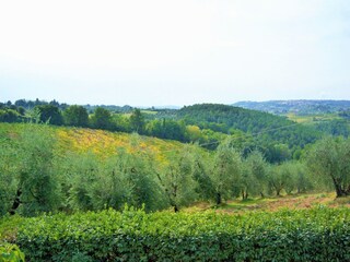 Type de propriété : Ferme Castelfiorentino Environnement 17