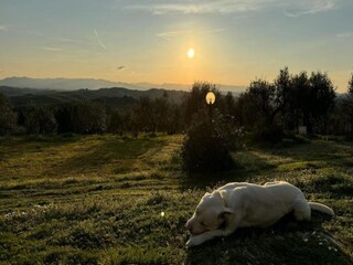 Casa de campo Castelfiorentino Entorno 37