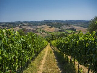 Farmhouse Castelfiorentino Environment 39