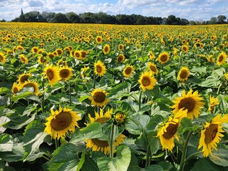 Sonnenblumenfeld bei Röbel