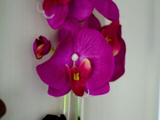 Vakantiehuis Kattendijke  40