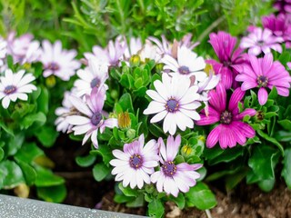 Vakantiehuis Kattendijke  39