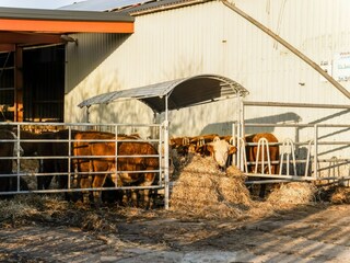 Vakantiehuis Zevenbergen Omgeving 28