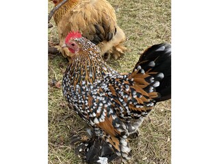 Vakantieappartement Traunstein Buitenaudio-opname 11