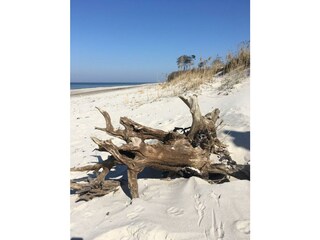 Naturgut am Weststrand