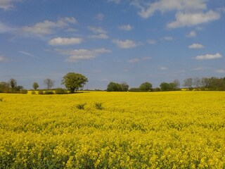 Rapsfeld vor Gunneby