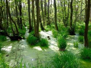 Casa de vacaciones Prerow Entorno 29