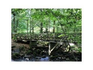 Holzbachschlucht 3
