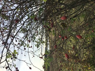 Herbst in Waigandshain