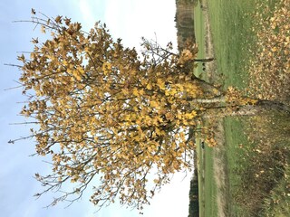 Herbst in Waigandshain