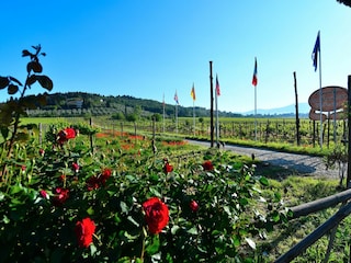 Ferienhaus San Donato in Collina Außenaufnahme 2