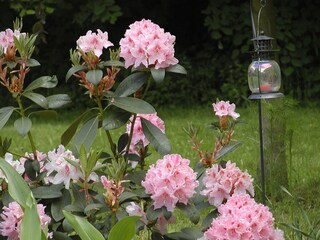 ...und der Rhododendron.