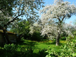 Die Liegewiese im Frühling.