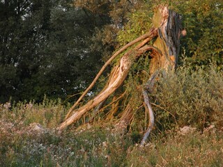 Direkt an der "Alten Ziegelei", das Gausmoor.