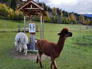 Chalet St. Georgen ob Murau Ambiente 35