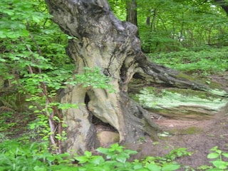 Ferienhaus Bad Kösen Umgebung 23
