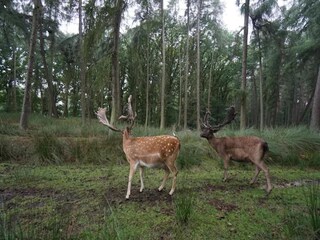 Apartment Warnow bei Grevesmühlen Umgebung 33