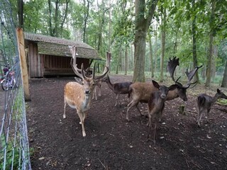 Appartement Warnow bei Grevesmühlen Environnement 37