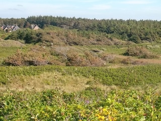 Sylt die Insel
