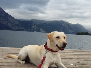 Vakantieappartement Altmünster Omgeving 20