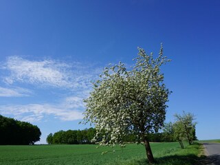 Apfelblüte