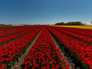 Tulpenfelder in der Nähe