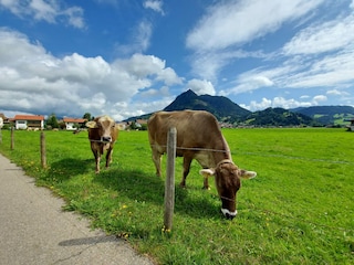 Wiesen vor dem Grundstück - Ausblick