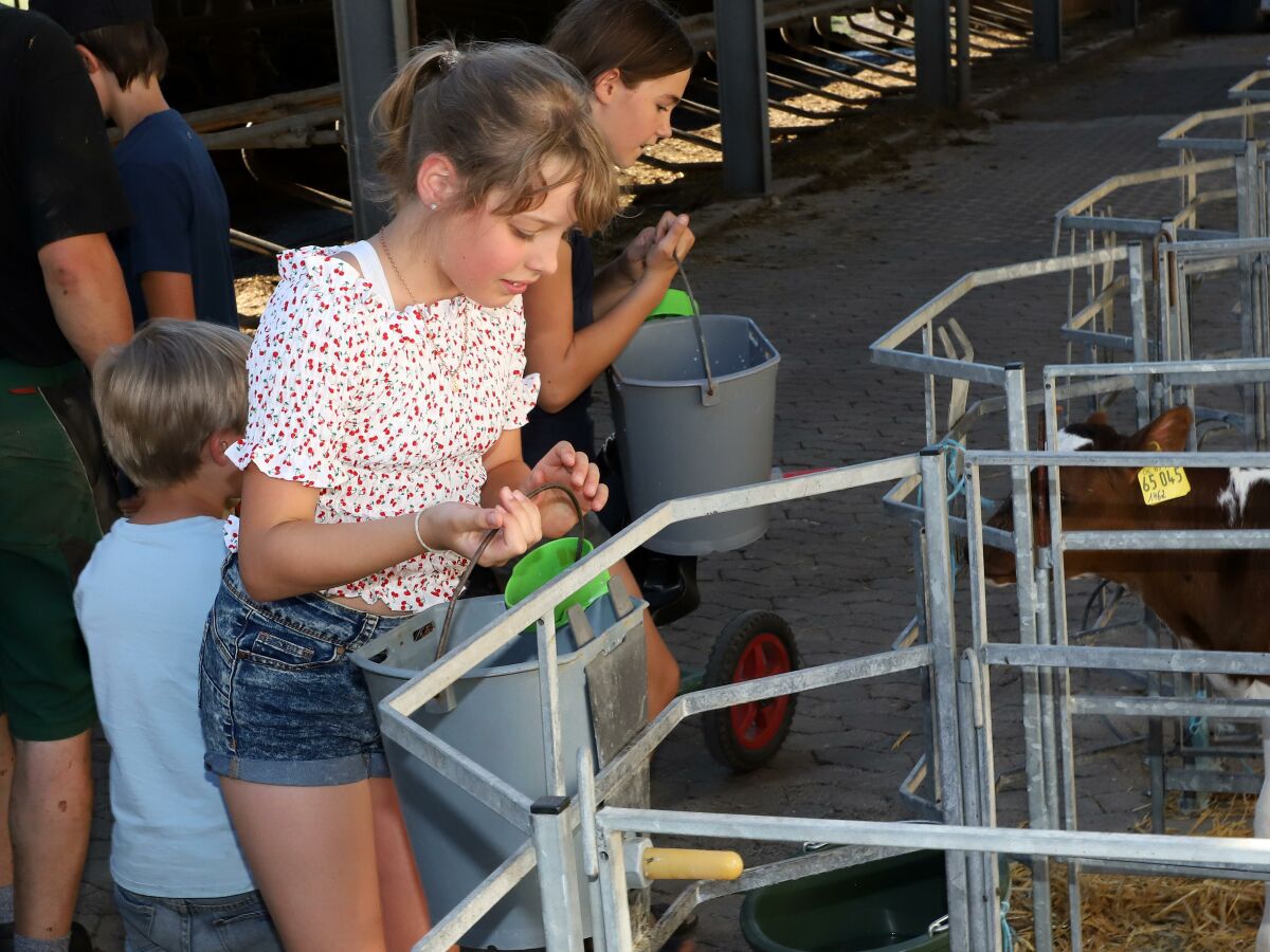 Kinder beim Kälber füttern