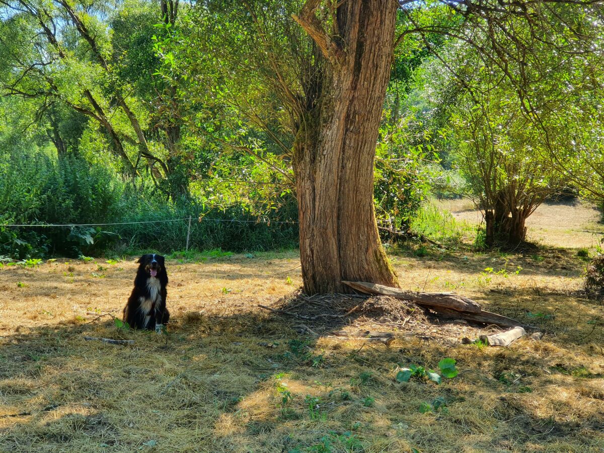 Unser Hund Jack in der schönen Natur rund um Schutz