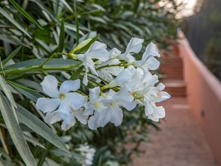 Appartamento per vacanze Cala Mendia Caratteristiche 20