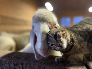 Holiday apartment Latsch Outdoor Recording 7