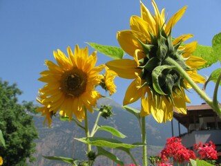 Appartamento per vacanze Latsch Registrazione all'aperto 17