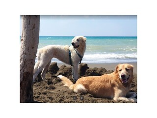 Hundestrände in der Nähe!