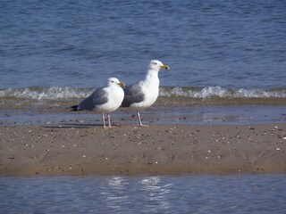Silbermöwen am Strand Zinnowitz