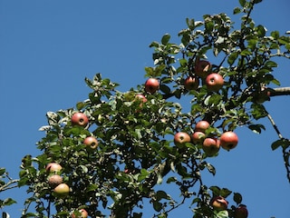 Im Herbst die Möglichkeit zum Naschen.