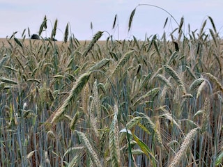 Ferienhaus Frørup  29