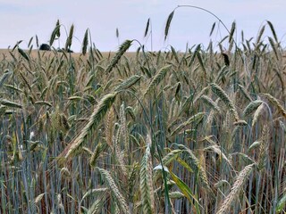 Vakantiehuis Frørup  29