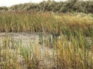 Vakantiehuis Læsø  26
