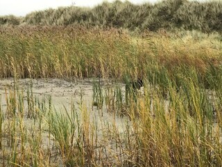 Maison de vacances Læsø  16