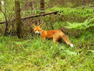 Ferienhaus Sandhem  26