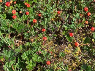 Appartamento Sälen  7