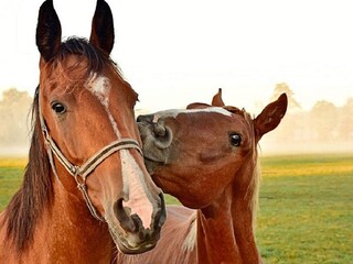 Vakantiehuis Stockholm  12