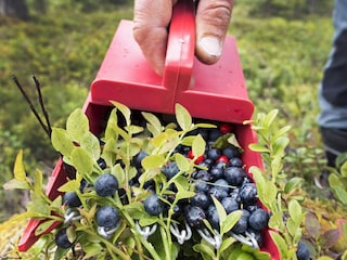 Ferienhaus Grängesberg  5