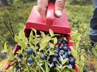 Maison de vacances Grängesberg  6