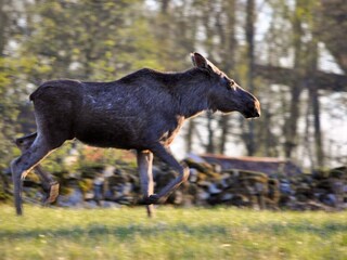 Casa de vacaciones Grängesberg  4