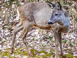 Maison de vacances Bengtsfors  22